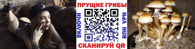 Псилоцибиновые грибы мухоморы  купить закладку  Балтийск 